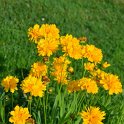Coreopsis grandiflora 'Early Sunrise' (2)